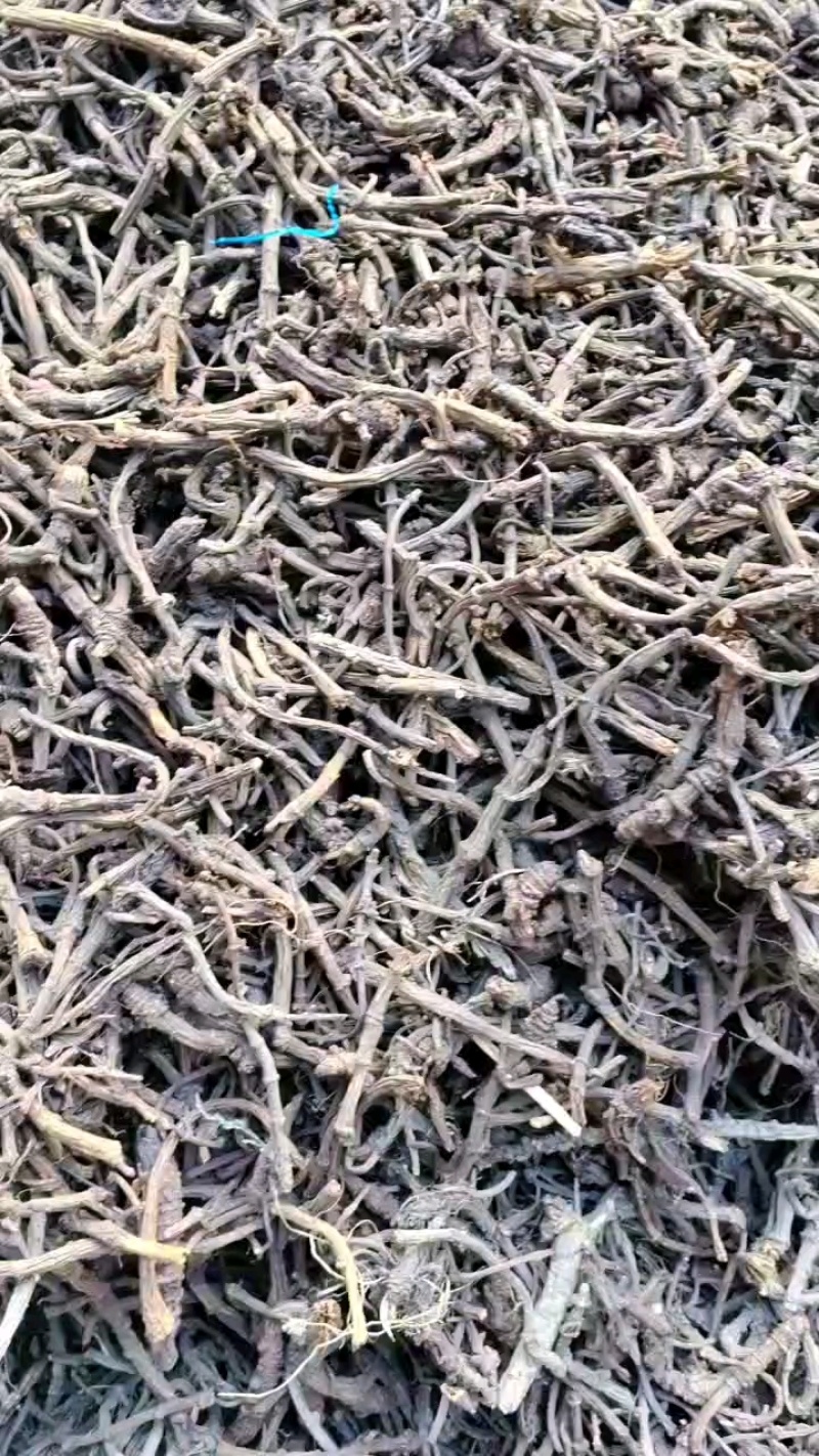 野生羌活产地直发质量保证支持视频看货