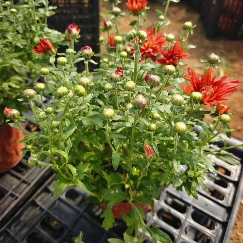 菊花，有红色，黄色的，玫红色的，大量现货