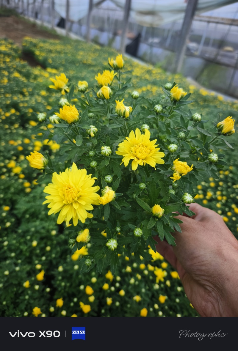 菊花，有红色，黄色的，玫红色的，大量现货
