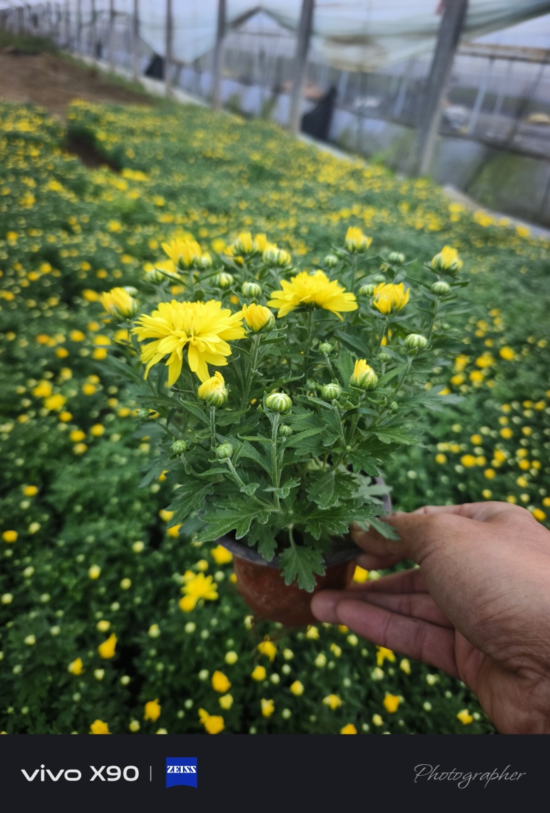 菊花，有红色，黄色的，玫红色的，大量现货