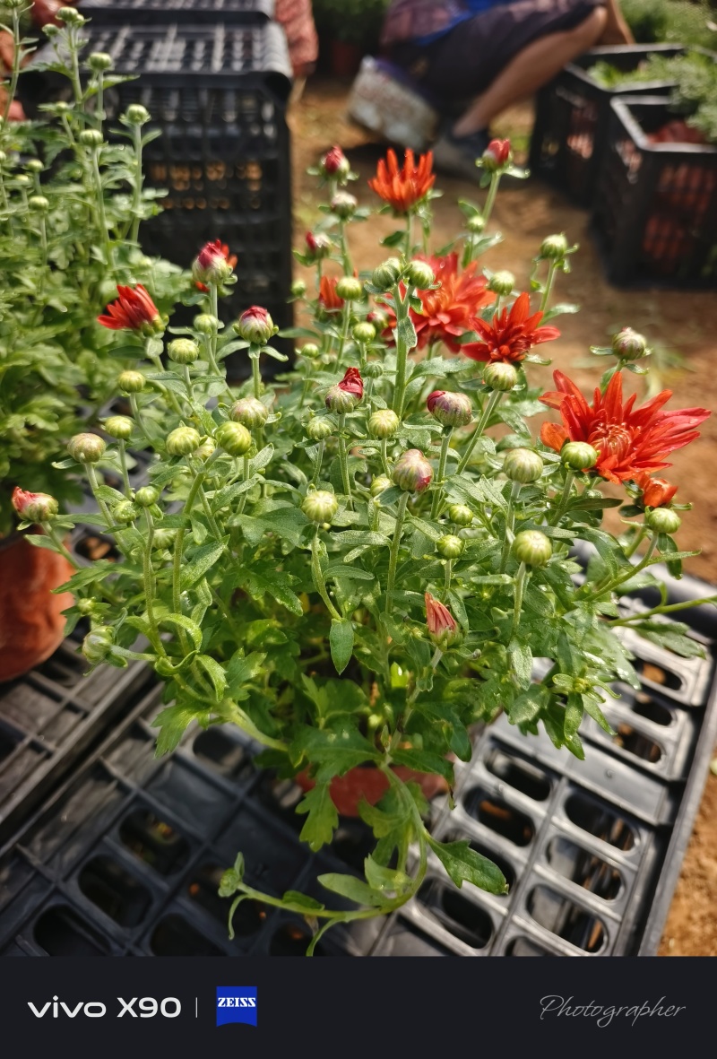 菊花，有红色，黄色的，玫红色的，大量现货