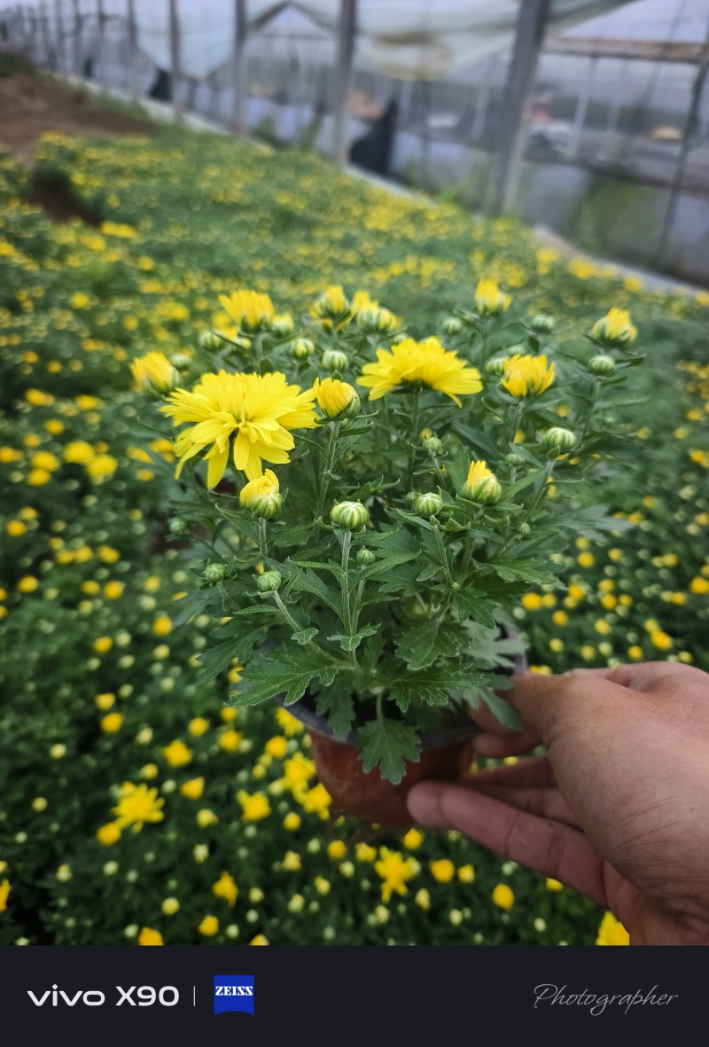 菊花，有红色，黄色的，玫红色的，大量现货