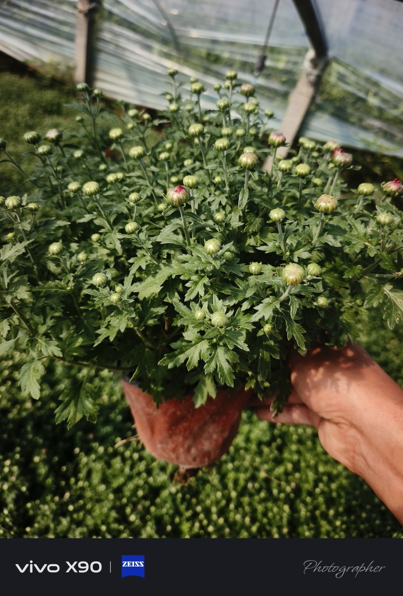 菊花，有红色，黄色的，玫红色的，大量现货