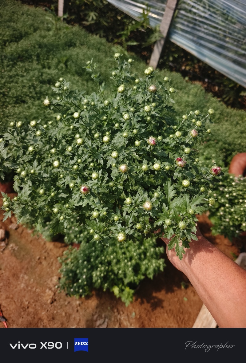 菊花，有红色，黄色的，玫红色的，大量现货