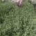 单叶蔓荆子苗包售后【单叶蔓荆子扦插苗】易管理