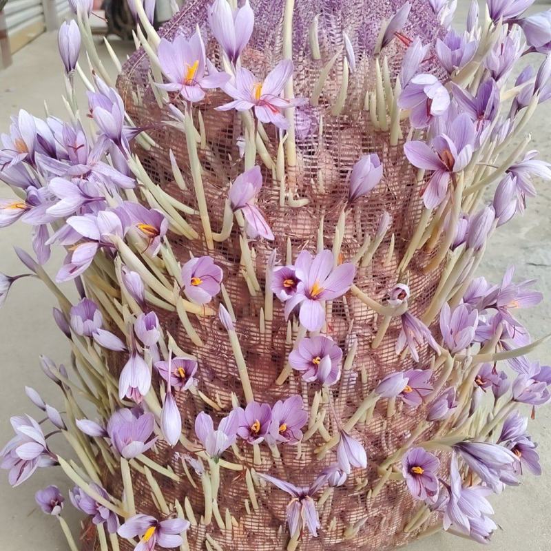 藏红花种球批发零售自家种植一手货源