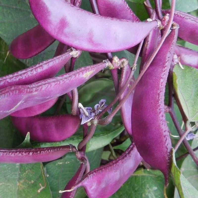 红霞早熟扁豆种子紫红扁豆厚皮扁豆薄皮扁豆眉豆四季豆