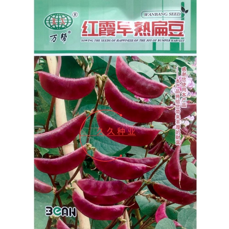 红霞早熟扁豆种子紫红扁豆厚皮扁豆薄皮扁豆眉豆四季豆
