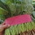 【优选】椭圆形菠菜，尖叶菠菜，，产地直供适合各大批发市场