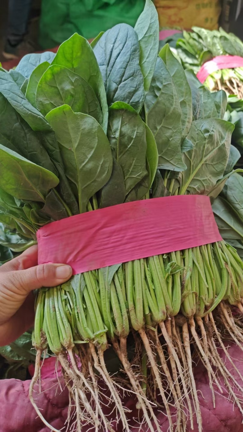 【优选】椭圆形菠菜，尖叶菠菜，，产地直供适合各大批发市场