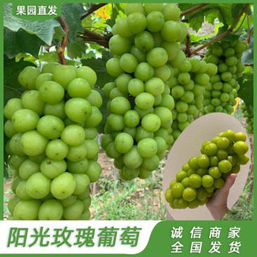 阳光玫瑰葡萄，