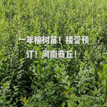 榆树100公分高榆树小苗自种苗圃精品无病虫害