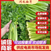 河北邯郸西芹产地直发产地一手价格，欢迎老板随时咨询