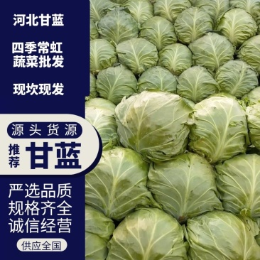 甘蓝大量上市,可实地看货,保证质量,对接全国电商市场