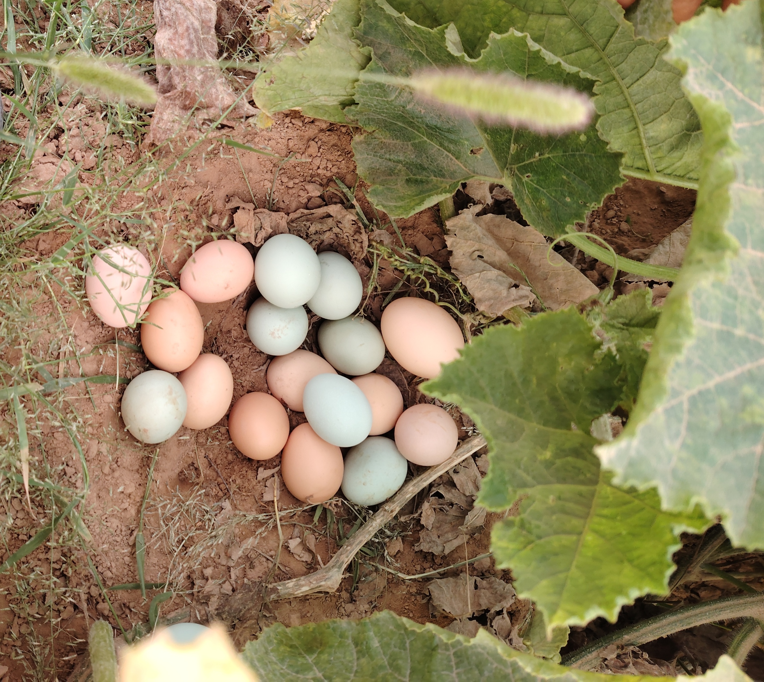 乌鸡蛋与普通鸡蛋营养对比图