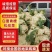 白面青梗松花菜，菜花大量现货产地直发量大从优品质保证
