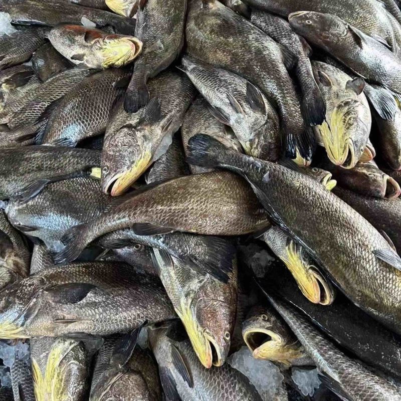 海鮸鱼