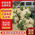 白面青梗松花菜，菜花大量现货产地直发量大从优品质保证