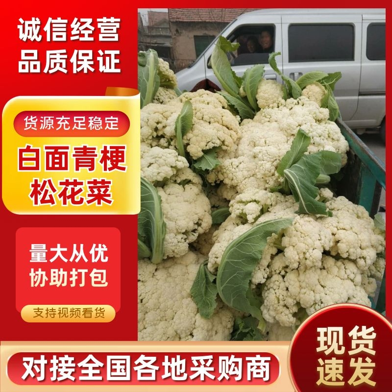 白面青梗松花菜，菜花大量现货产地直发量大从优品质保证