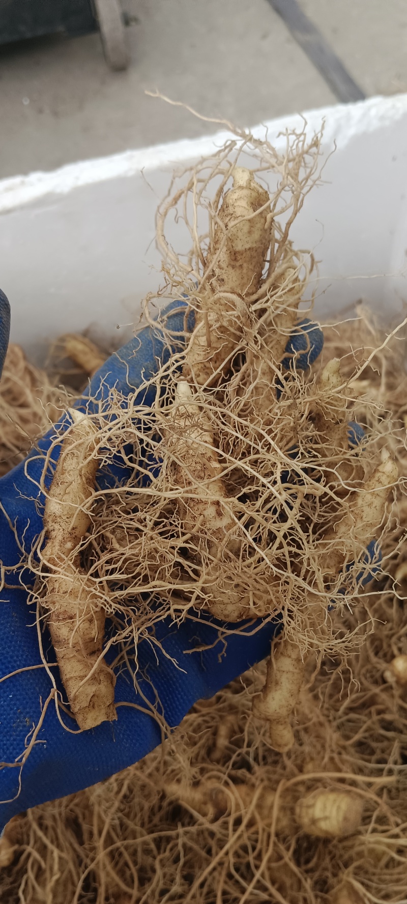 黄精干货加工半成品