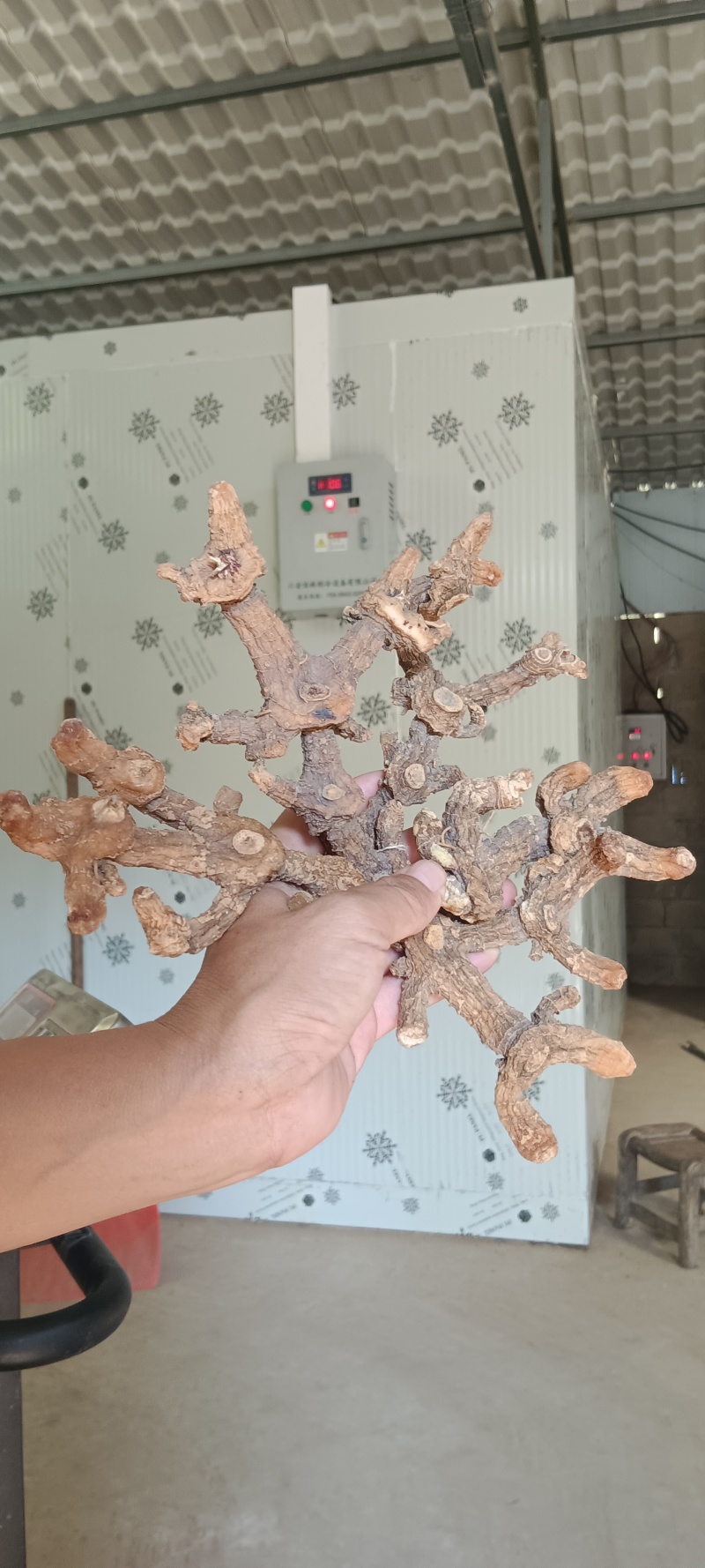黄精干货加工半成品