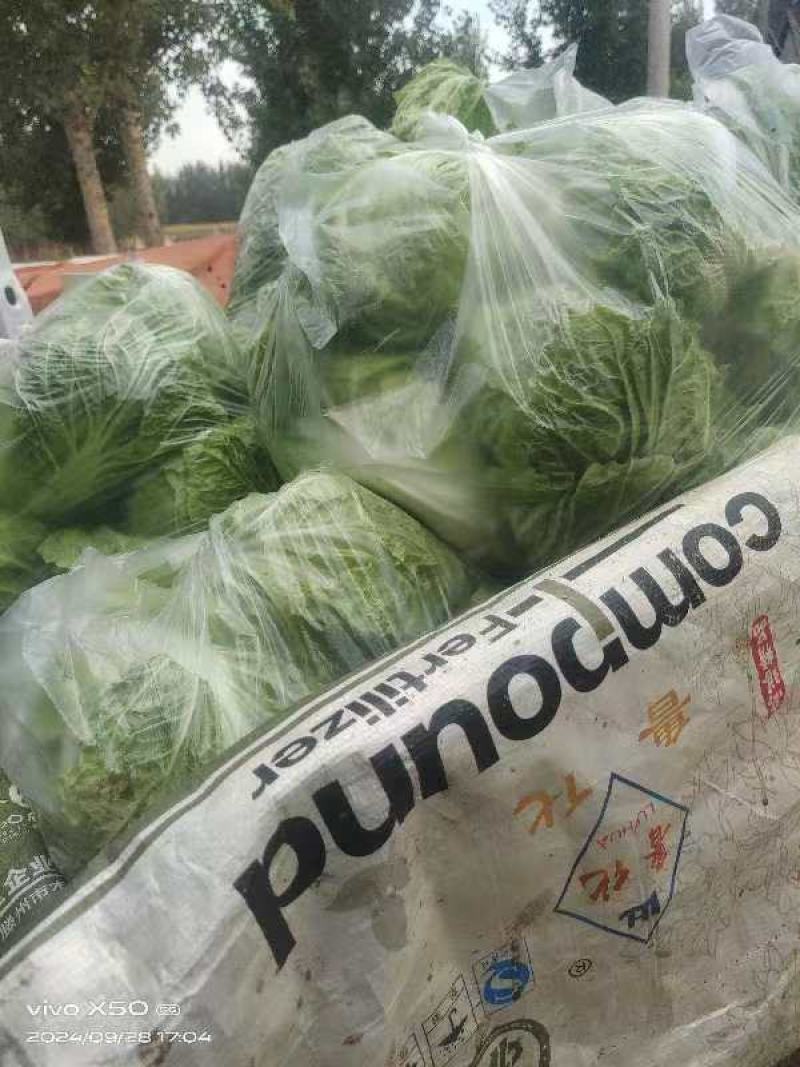 山东淄博白菜大量现货供应，可视频看货质优价廉品质保证