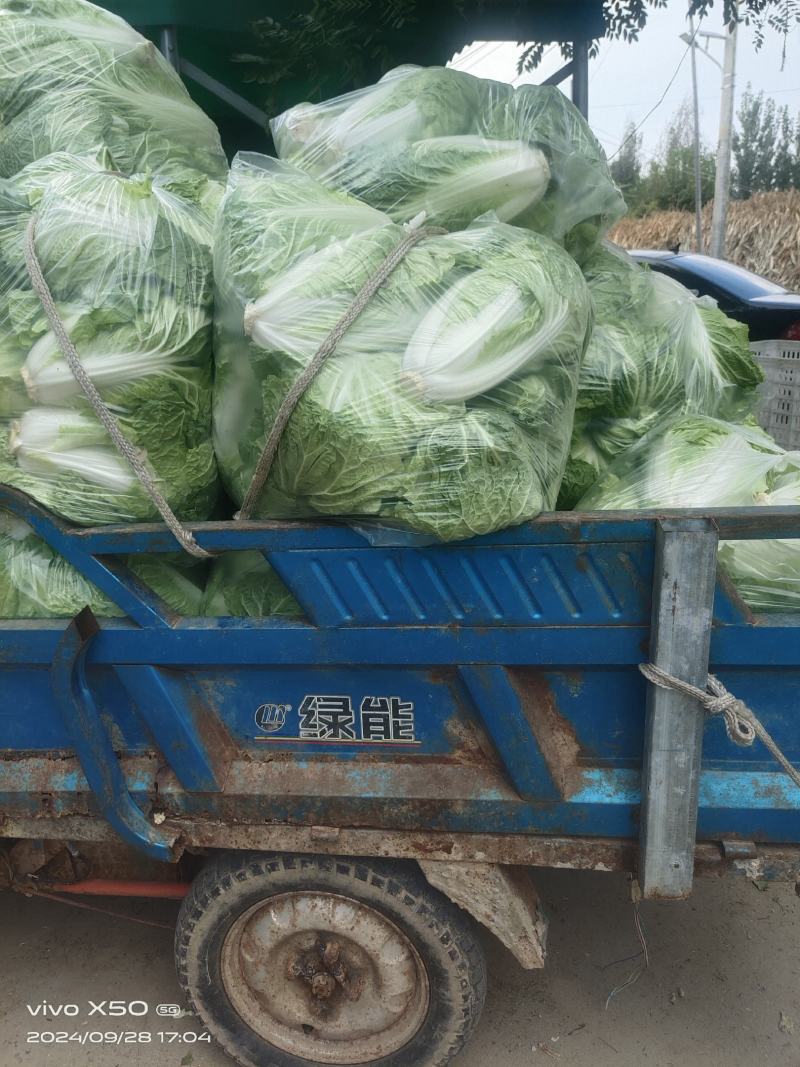 山东淄博白菜大量现货供应，可视频看货质优价廉品质保证