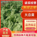 山东淄博白菜大量现货供应，可视频看货质优价廉品质保证