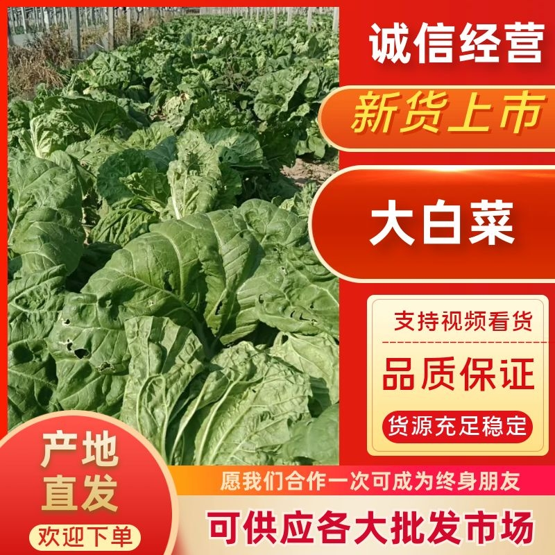 山东淄博白菜大量现货供应，可视频看货质优价廉品质保证
