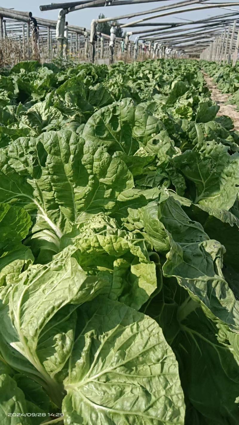 山东淄博白菜大量现货供应，可视频看货质优价廉品质保证
