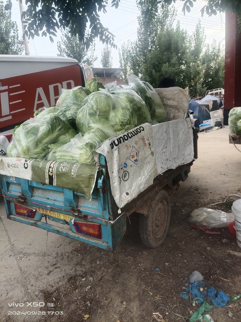 山东淄博白菜大量现货供应，可视频看货质优价廉品质保证