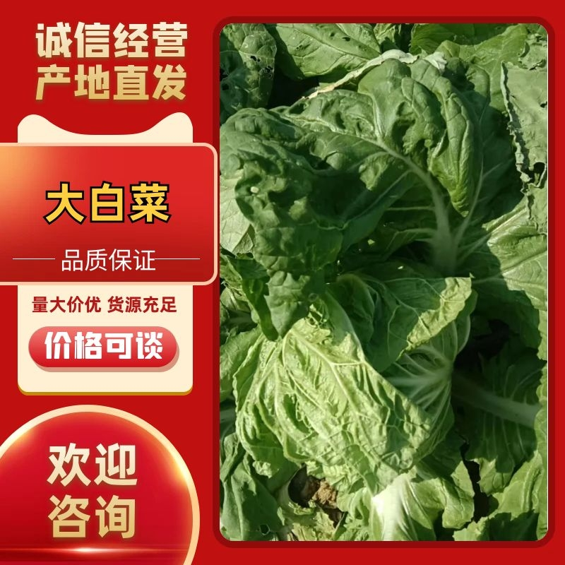 山东淄博白菜大量现货供应，可视频看货质优价廉品质保证