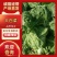 山东淄博白菜大量现货供应，可视频看货质优价廉品质保证