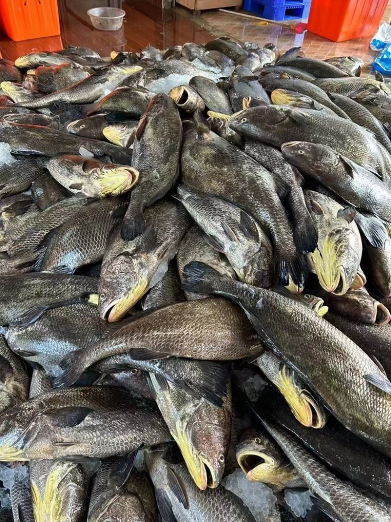 海鮸鱼