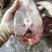 海鮸鱼