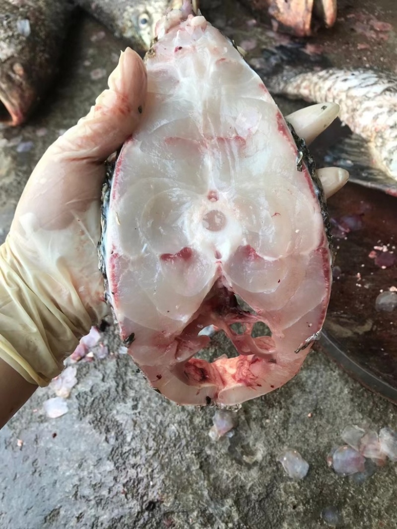 海鮸鱼