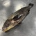 海鮸鱼
