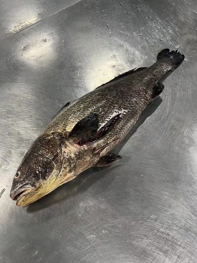 海鮸鱼
