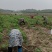 【粉防己苗】根茎苗江西道地药材诚信经营支持视频看货