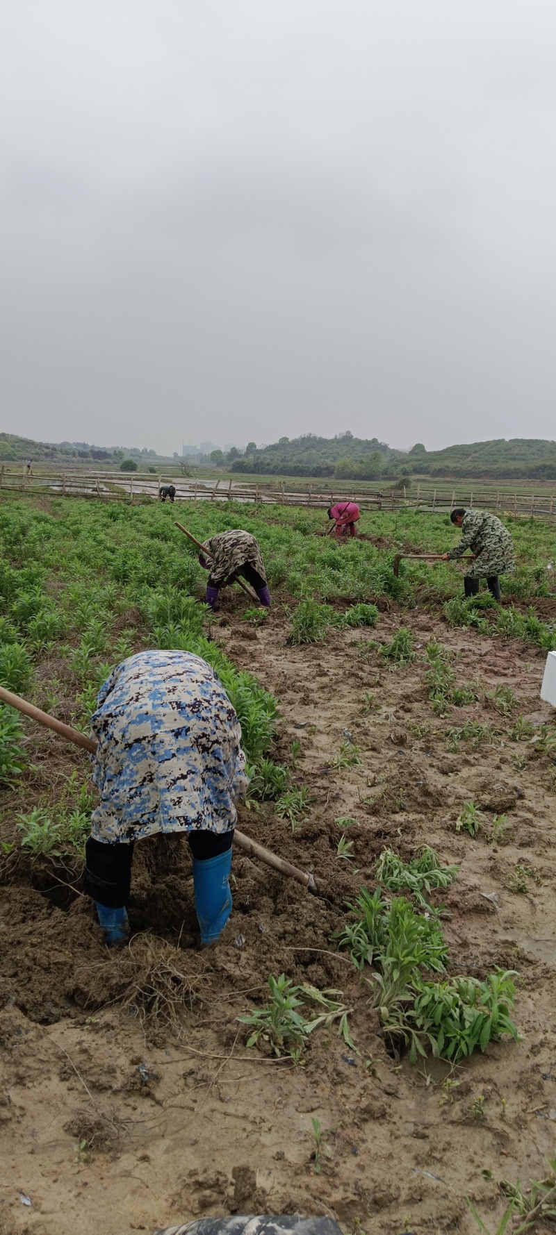 【粉防己苗】根茎苗江西道地药材诚信经营支持视频看货