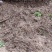 【粉防己苗】根茎苗江西道地药材诚信经营支持视频看货
