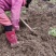 【粉防己苗】根茎苗江西道地药材诚信经营支持视频看货
