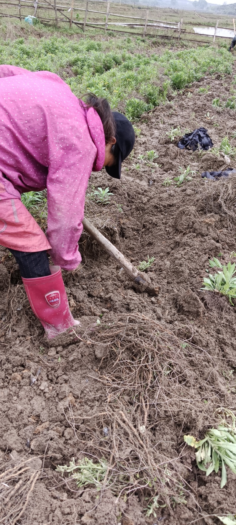 【粉防己苗】根茎苗江西道地药材诚信经营支持视频看货