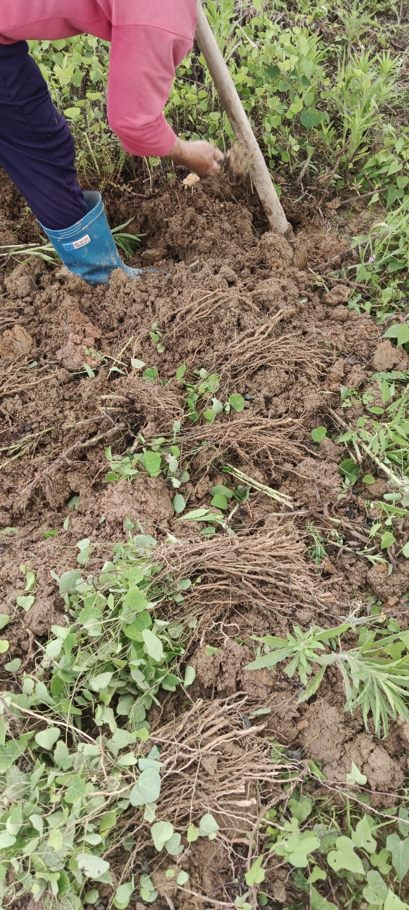 【粉防己苗】根茎苗江西道地药材诚信经营支持视频看货