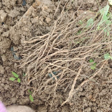 【粉防己苗】根茎苗江西道地药材诚信经营支持视频看货