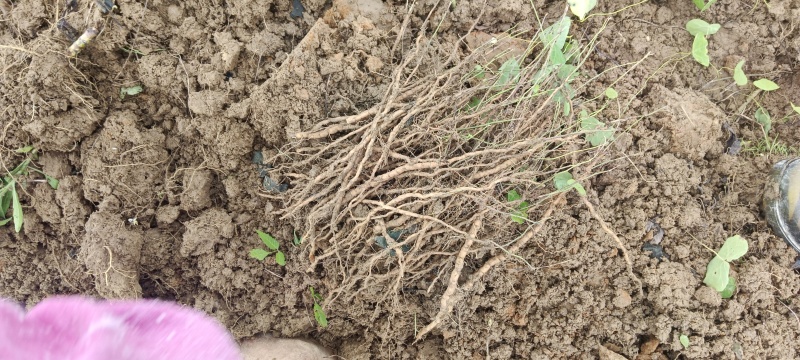 【粉防己苗】根茎苗江西道地药材诚信经营支持视频看货