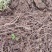 【粉防己苗】根茎苗江西道地药材诚信经营支持视频看货