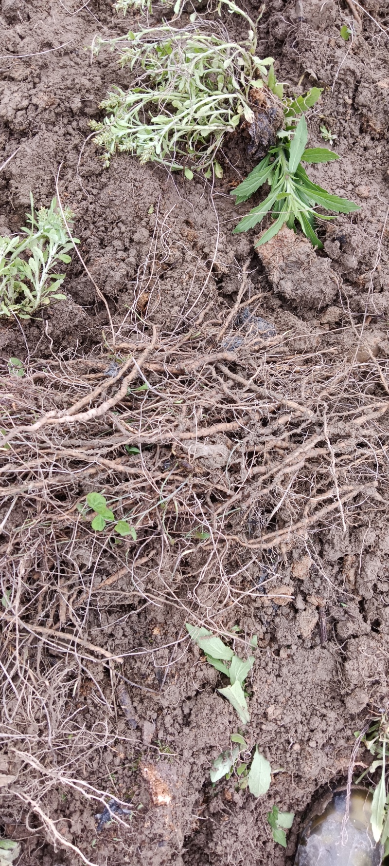 【粉防己苗】根茎苗江西道地药材诚信经营支持视频看货
