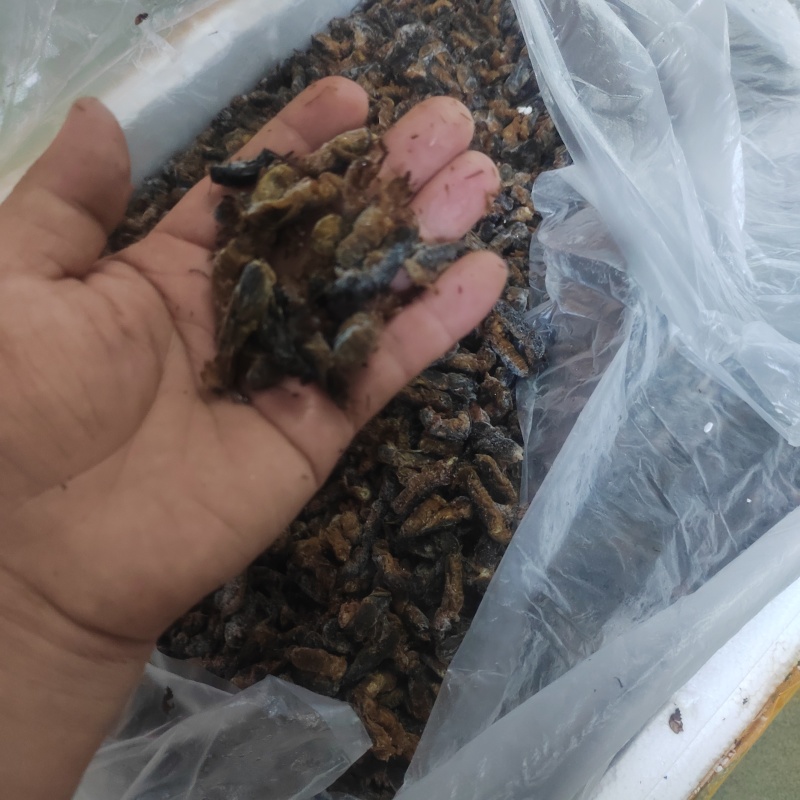 南丹精品蝼蛄一手货源