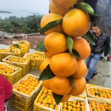 【预定中】蜜桔大量上市品质好果面净价格亲民欢迎客户前来订购！